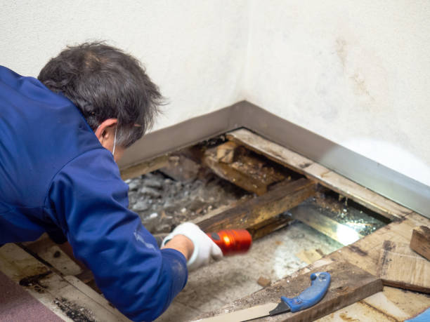 Best Residential Mold Remediation in Yorktown, TX
