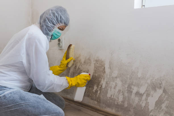 Best Kitchen Mold Remediation in Yorktown, TX