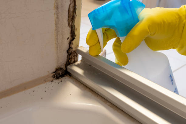 Best Preventive Mold Services in Yorktown, TX