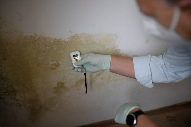 Best Residential Mold Remediation in Yorktown, TX