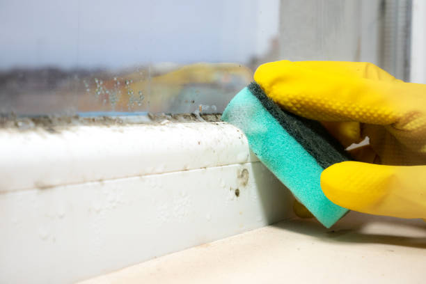 Best Post-Flood Mold Remediation in Yorktown, TX