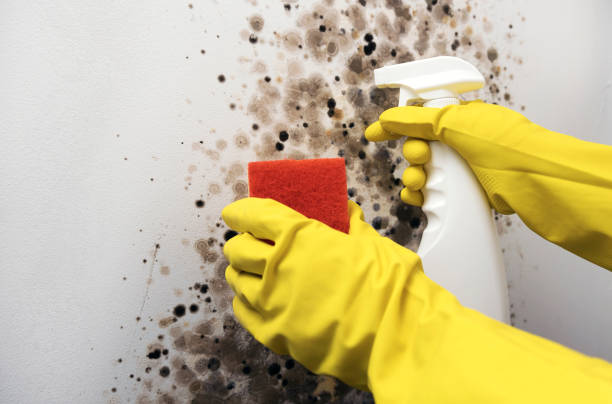 Best Commercial Mold Remediation in Yorktown, TX