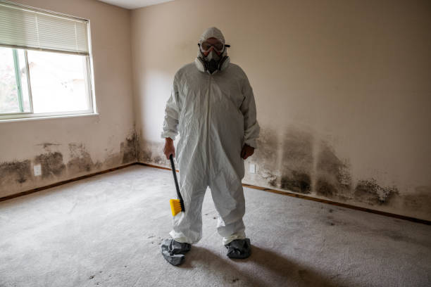 Best DIY Mold Remediation Support Services in Yorktown, TX