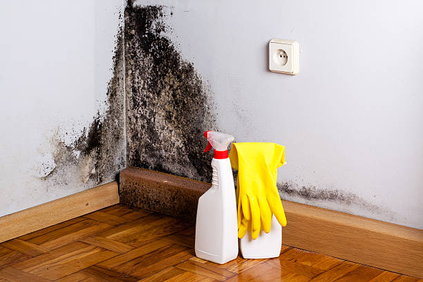 Best White Mold Remediation in Yorktown, TX