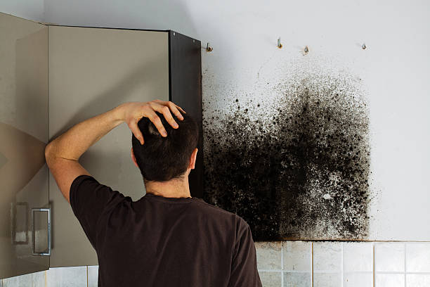Best HVAC Mold Remediation in Yorktown, TX