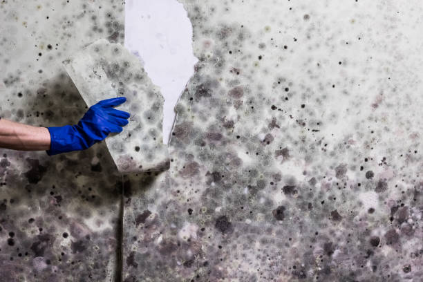 Professional Mold Remediation in Yorktown, TX